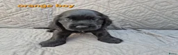 Cocker Spaniel dogs for sale: Gorgeous show cocker spaniel puppies  - Advert 5