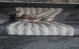 American Bully dogs for sale: 4 year old merl bully needs loving home  - Image 2