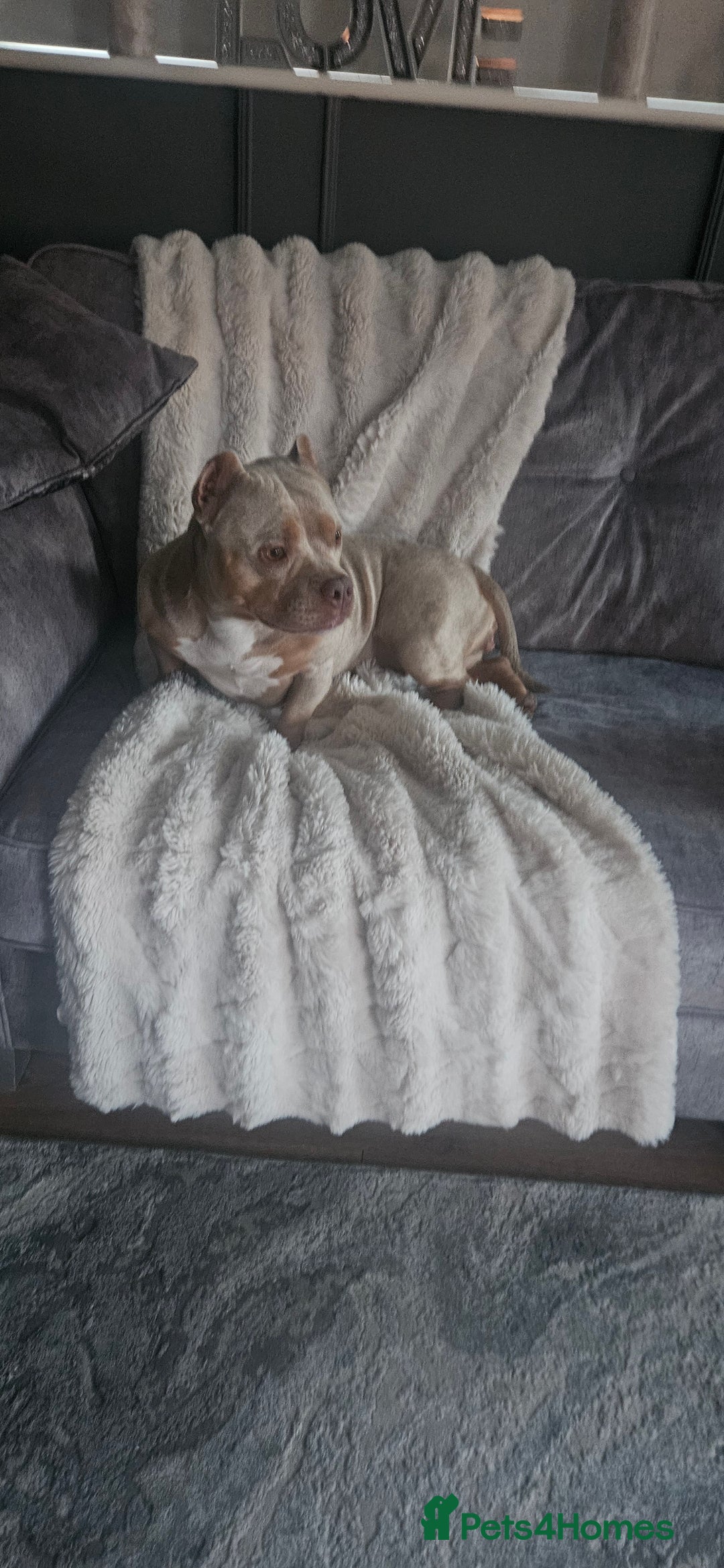 American Bully dogs for sale: 4 year old merl bully needs loving home  - Image 2