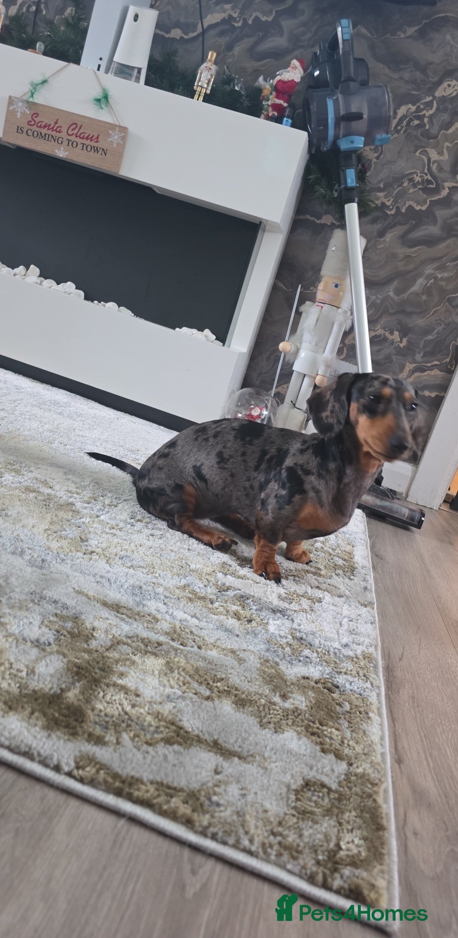 Miniature Dachshund dogs Miniature dapple dachshund - Advert 4