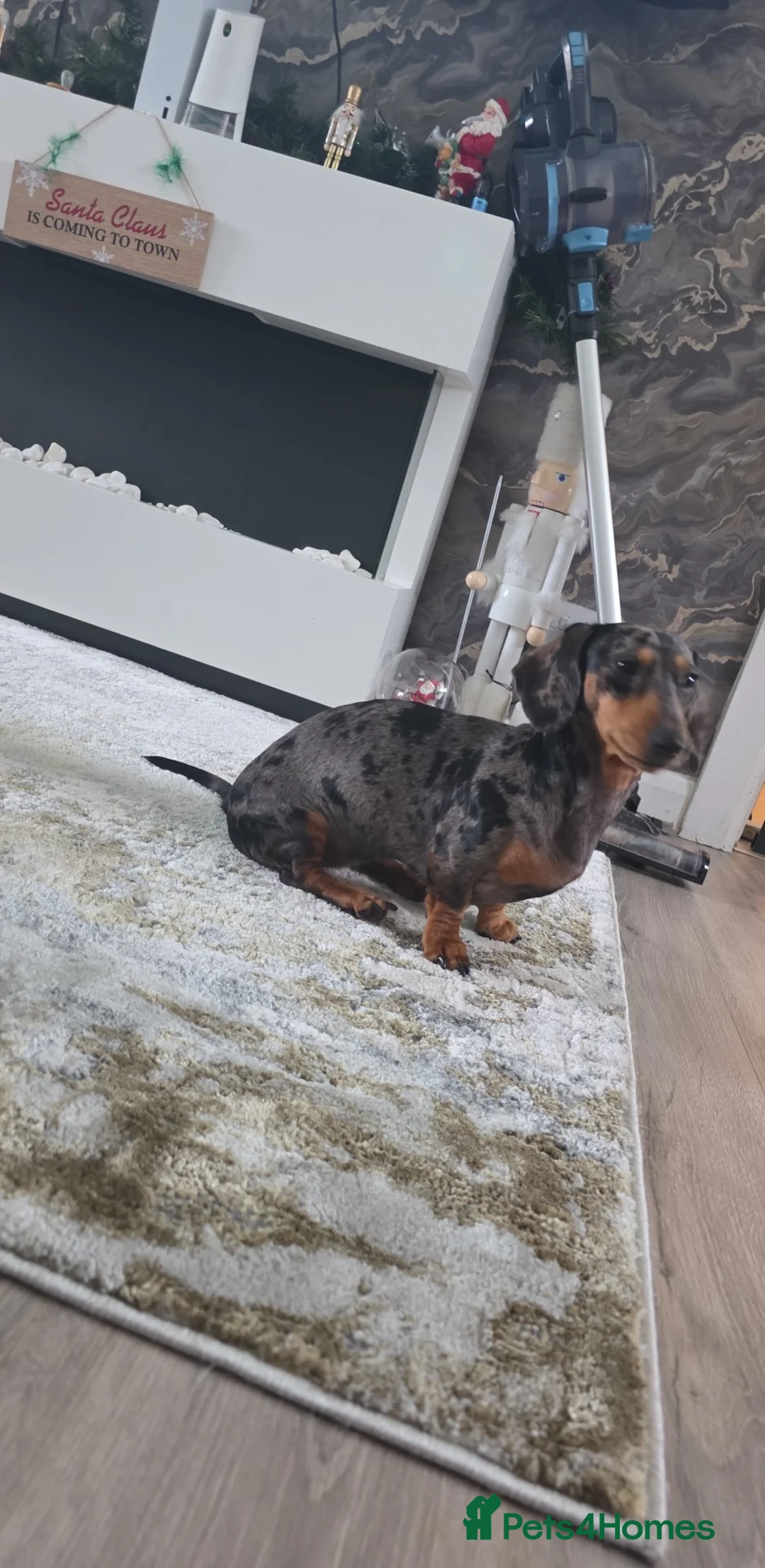 Miniature Dachshund dogs for sale: Miniature dapple dachshund - Advert 1