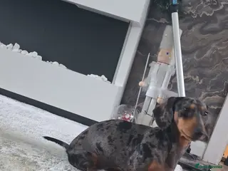 Miniature Dachshund dogs Miniature dapple dachshund - Advert 1