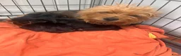 Yorkshire Terrier dogs for sale: Yorkshire terrier puppy girls - Advert 7