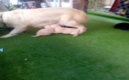 Goldendoodle dogs for sale: 🥰READY NOW GOLDENDOODLES🥰 - Image 9