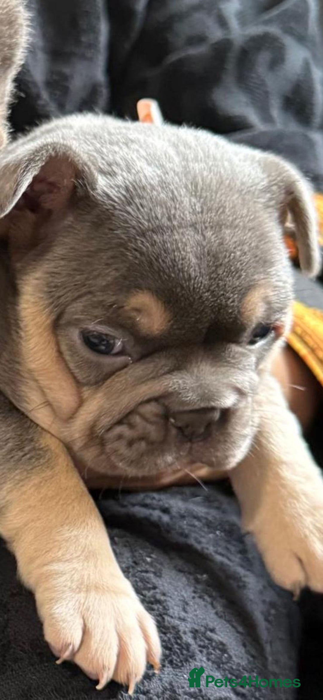 French Bulldog dogs for sale: Well bred French Bulldog Puppies  - Image 25
