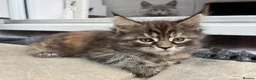 Maine Coon cats for sale: Beautiful Half Maine coon kittens  - Advert 23