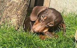 Miniature Dachshund dogs for sale: KC Registered Miniature Dachshund Puppies For Sale - Image 7