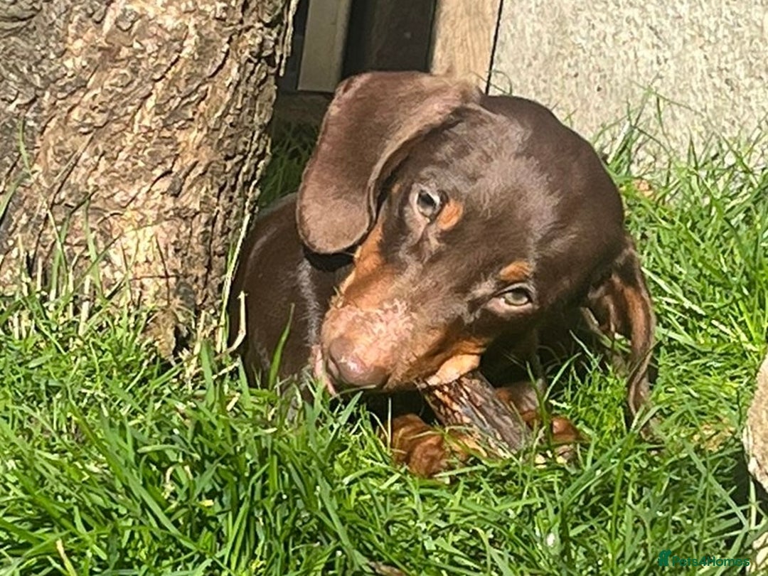 Miniature Dachshund dogs for sale: KC Registered Miniature Dachshund Puppies For Sale - Image 7