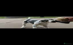 Mixed Breed dogs for sale: Foxhound/Lurcher Female Puppy - Image 5