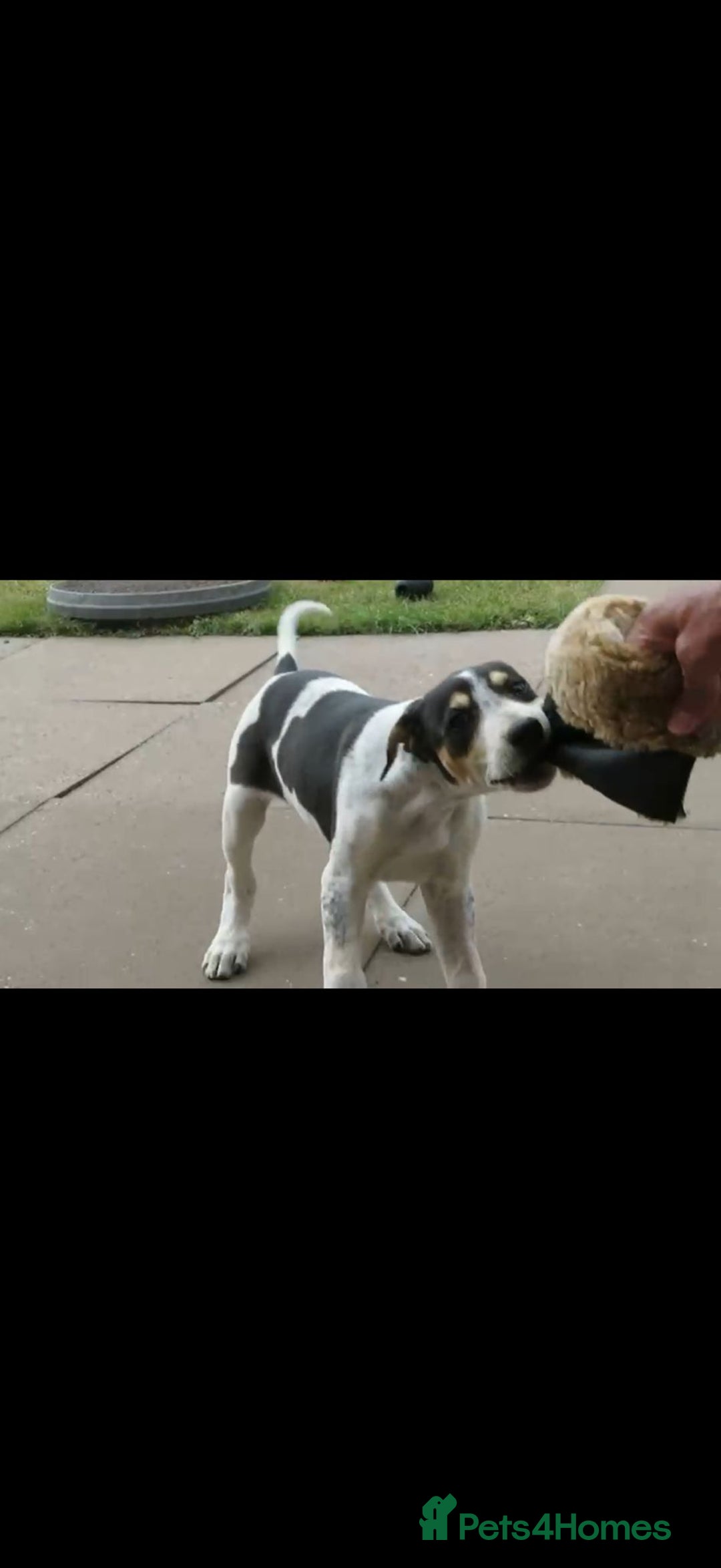 Mixed Breed dogs for sale: Foxhound/Lurcher Female Puppy - Image 5