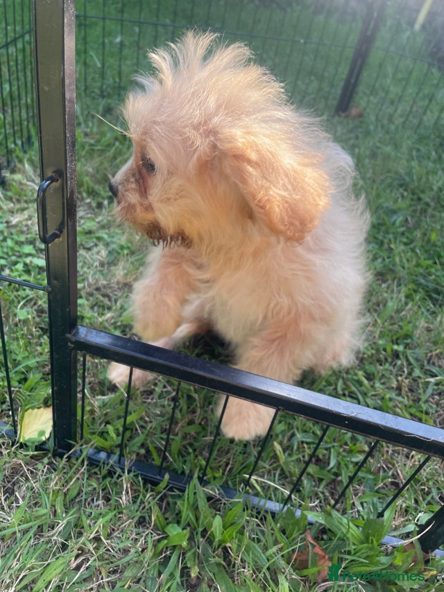 Beautiful cavapoo puppies for sale in Great Yarmouth | Pets4Homes