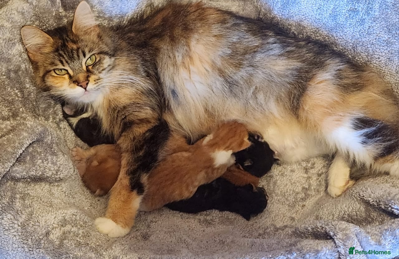 Maine Coon cats Genuine Maine Coons ready April - Advert 15