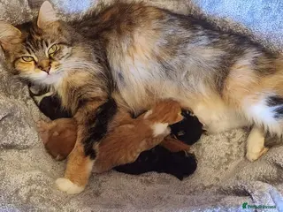 Maine Coon cats Genuine Maine Coons ready April - Advert 15