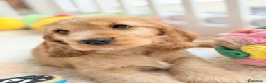 Cocker Spaniel Puppy 4