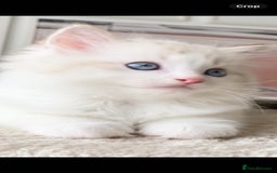 Ragdoll cats for sale: INDOOR TWO MALE GCCF REGISTERED RAGDOLL KITTENS - Image 19