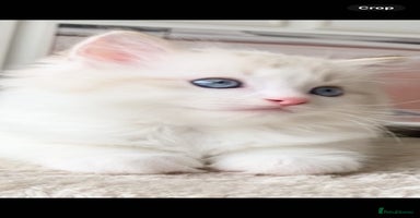 Ragdoll cats - Advert 10