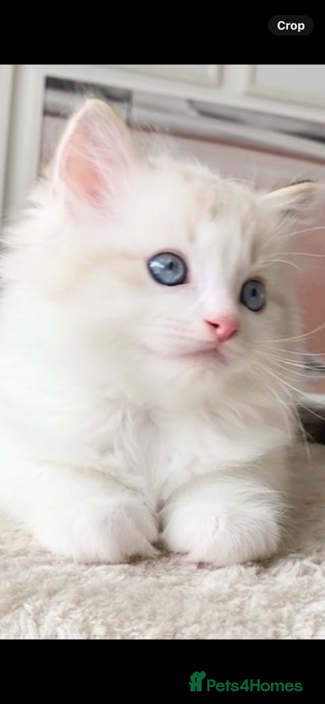 Ragdoll cats for sale: INDOOR TWO MALE GCCF REGISTERED RAGDOLL KITTENS - Image 19