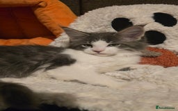 Maine Coon cats for sale: *Reduced for last boy*  - Image 8