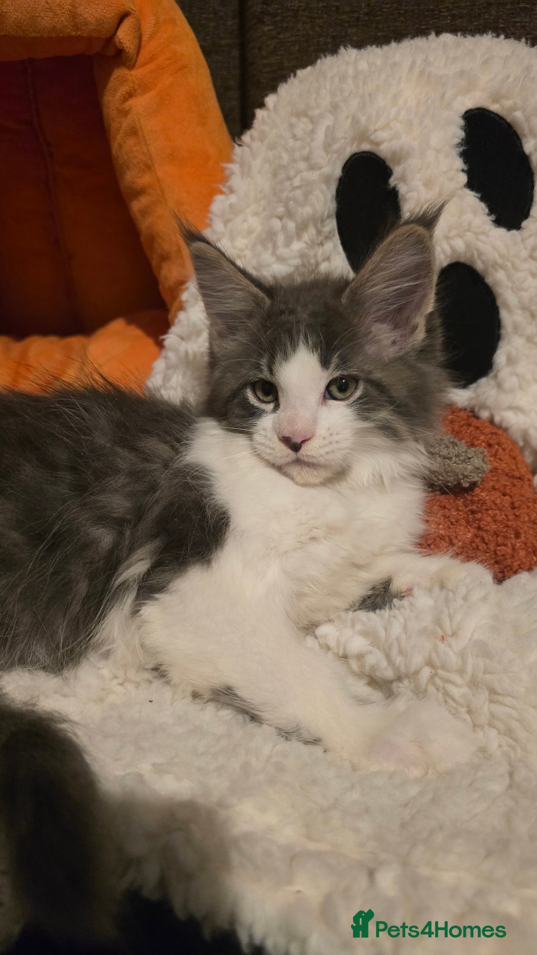 Maine Coon cats for sale: *Reduced for last boy*  - Image 8