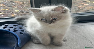 Ragdoll cats - Advert 12