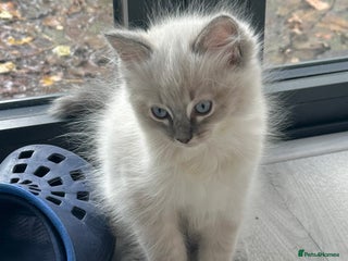 Ragdoll cats - Advert 4