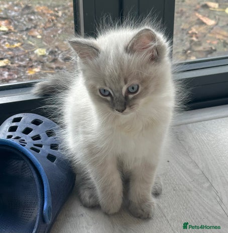 Ragdoll cats - Advert 2