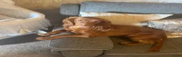 Cocker Spaniel dogs for sale: Cocker spaniel female 1 year old  in Rotherham - Advert 2