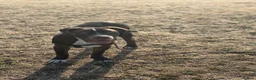 Bullmastiff dogs for sale: Spanish mastiff  - Advert 2