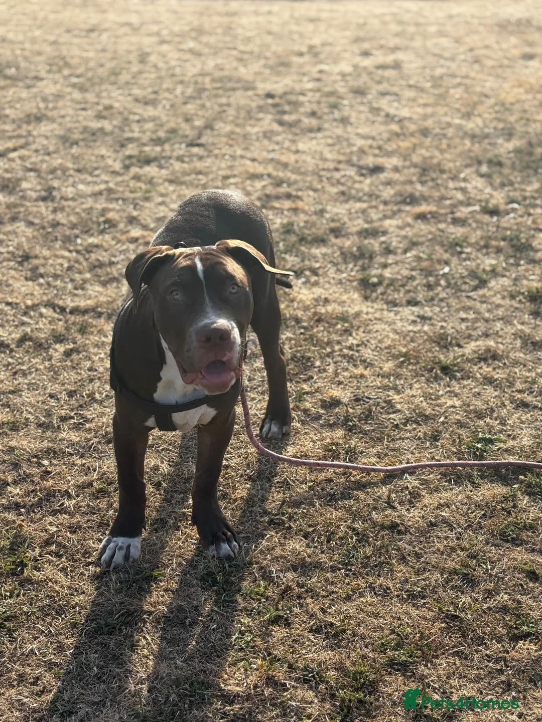 Bullmastiff dogs for sale: Spanish mastiff  - Advert 2