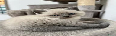 British Shorthair 4