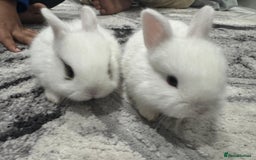 Netherland Dwarf rabbits for sale: Beautiful tamed Bunnies for sale  - Advert 1
