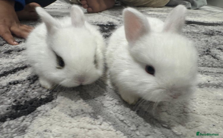 Netherland Dwarf rabbits Beautiful tamed Bunnies for sale  - Advert 1