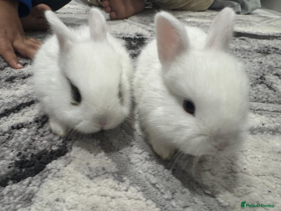 Netherland Dwarf rabbits for sale: Beautiful tamed Bunnies for sale  - Advert 1