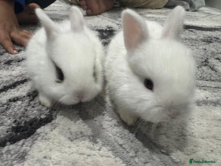 Netherland Dwarf rabbits for sale: Beautiful tamed Bunnies for sale - Advert 1
