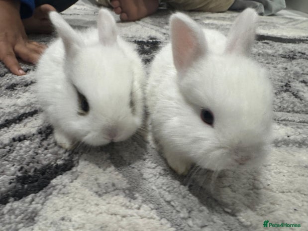 Netherland Dwarf rabbits Beautiful tamed Bunnies for sale - Advert 1