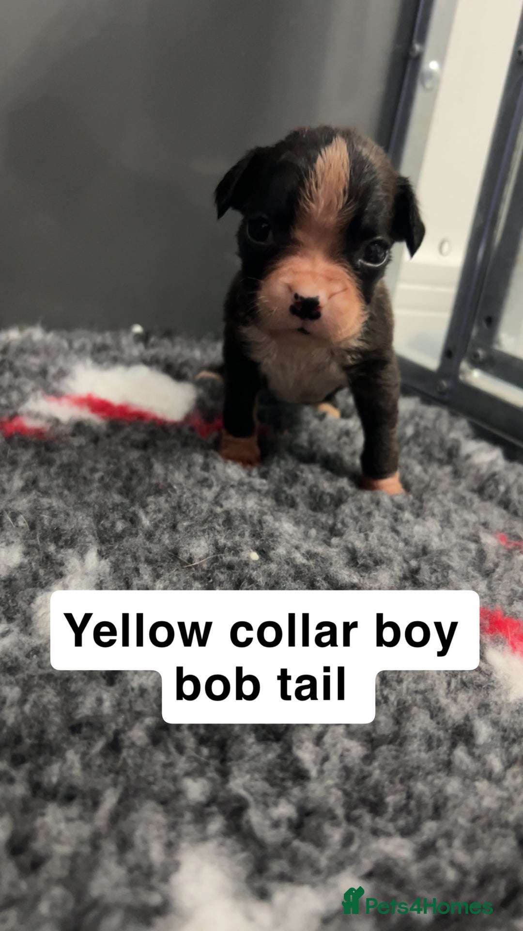 Boxer dogs for sale: Kc registered boxer puppies  - Advert 30