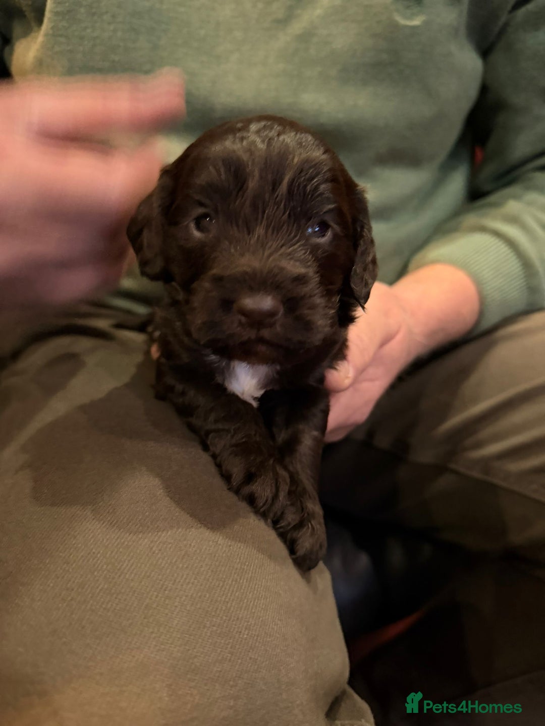 Cockapoo dogs for sale: Cockapoo male - Advert 16