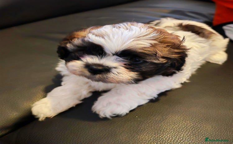 Shih Tzu dogs - Advert 2