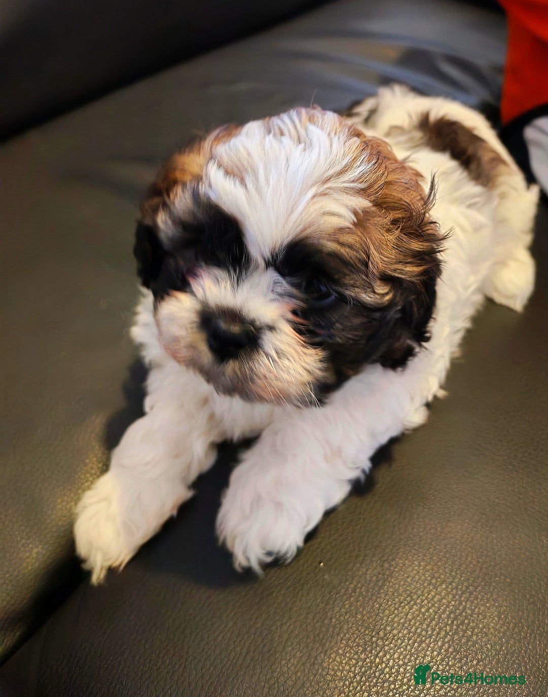 Shih Tzu dogs for sale: 2 Beautiful puppies - Image 1