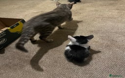 British Shorthair cats for sale: Kittens  - Image 5
