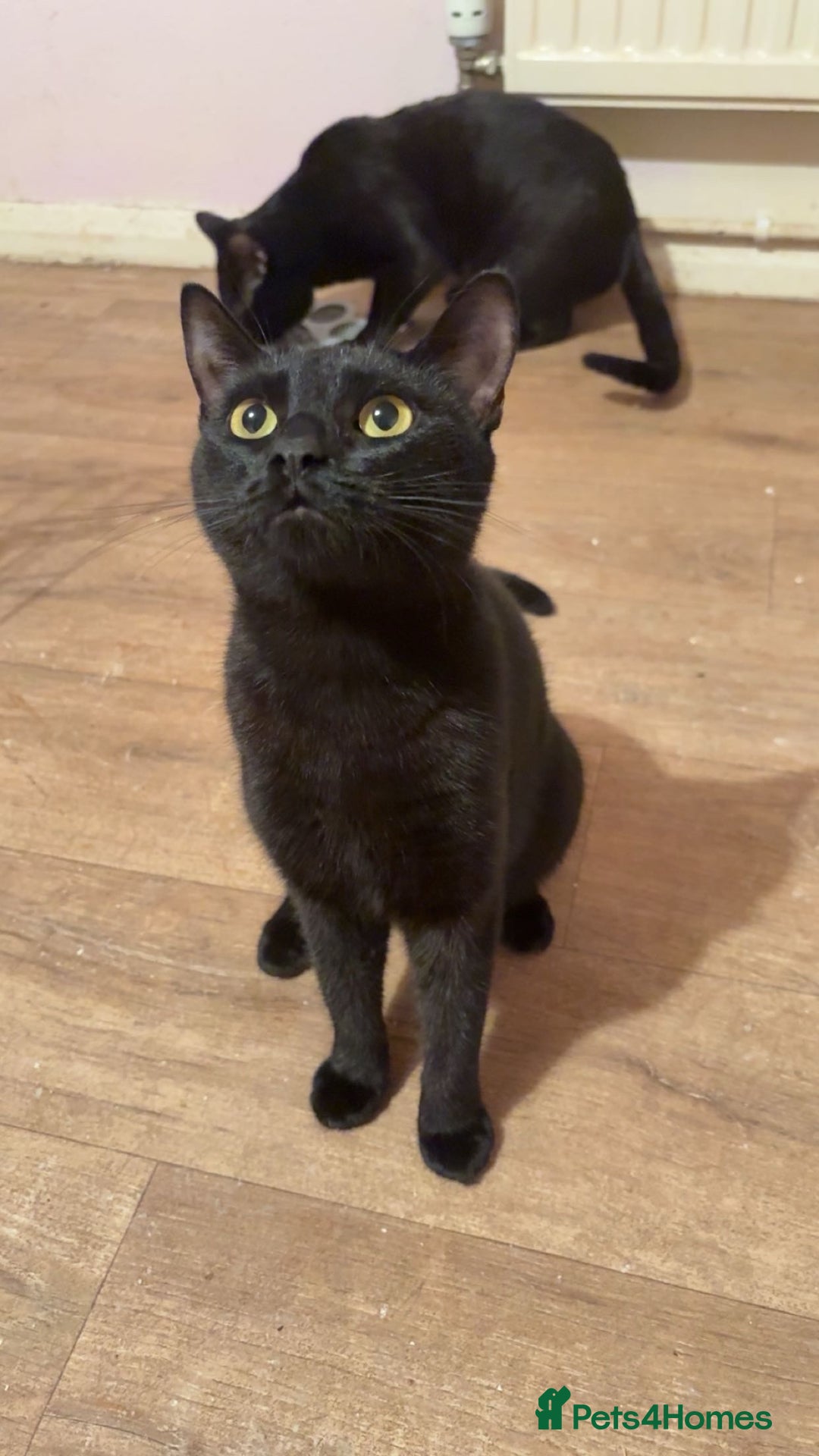 Mixed Breed cats for sale: Dad and Daughter  - Advert 2