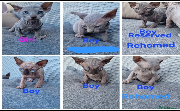 Sphynx cats - Advert 12