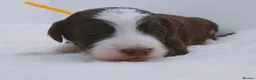 Bernedoodle dogs for sale: Miniature bernadoodles Extensively health tested! - Advert 26