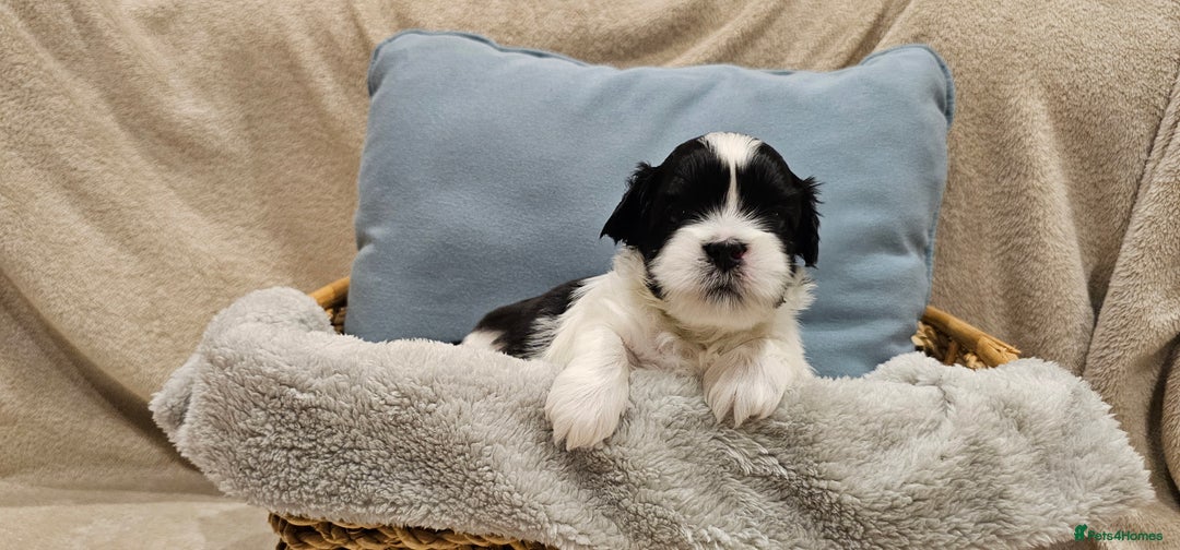 Lhasa Apso dogs for sale: Stunning pedigree Lhasa Apso Puppies - Advert 21
