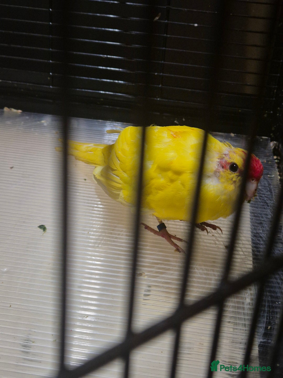 Cockatiels birds for sale: 2 Female Kakariki  - Advert 5
