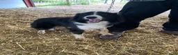 Border Collie dogs for sale: 18 month old border collie  - Advert 2