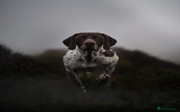 German Shorthaired Pointer dogs for stud: KC GSP Stud – Stunning, Strong, Smart - Image 9