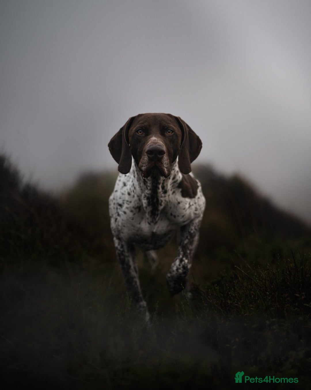 German Shorthaired Pointer dogs for stud: KC GSP Stud – Stunning, Strong, Smart - Image 9