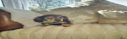 Miniature Dachshund dogs for sale: miniature Dachshund in Leigh - Advert 5