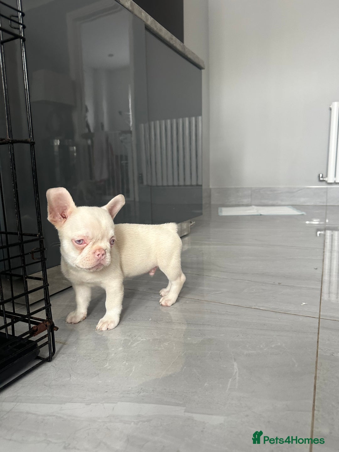 French Bulldog dogs for sale: French bulldog puppies  - Image 15